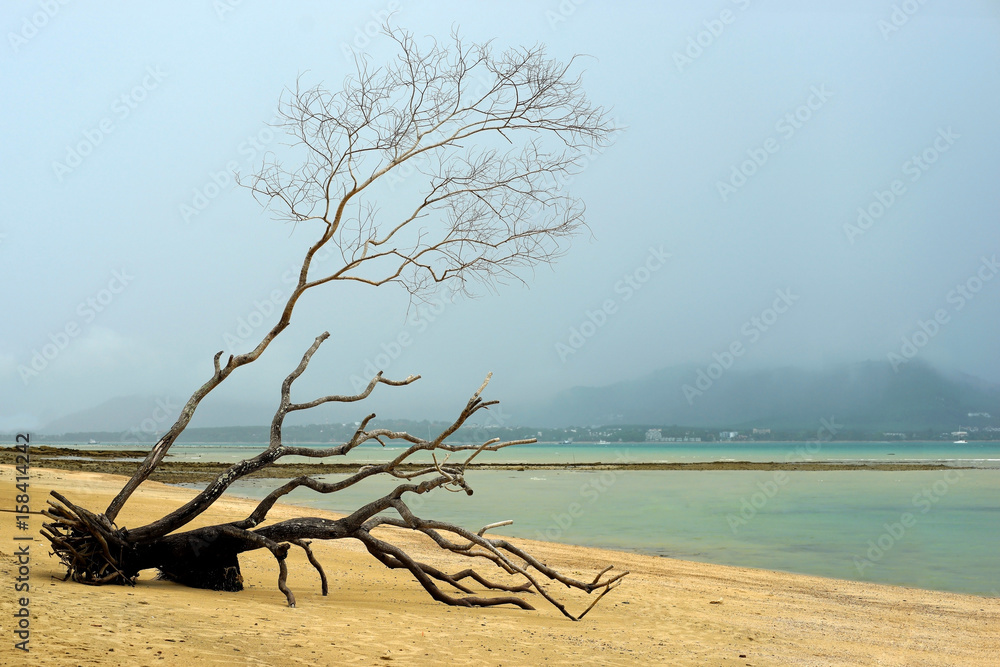 dead tree on tropical beach
