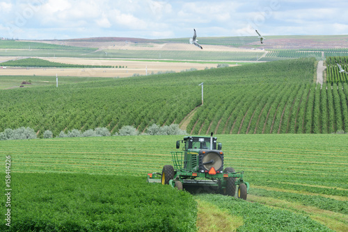 Alfalfa Harvesting