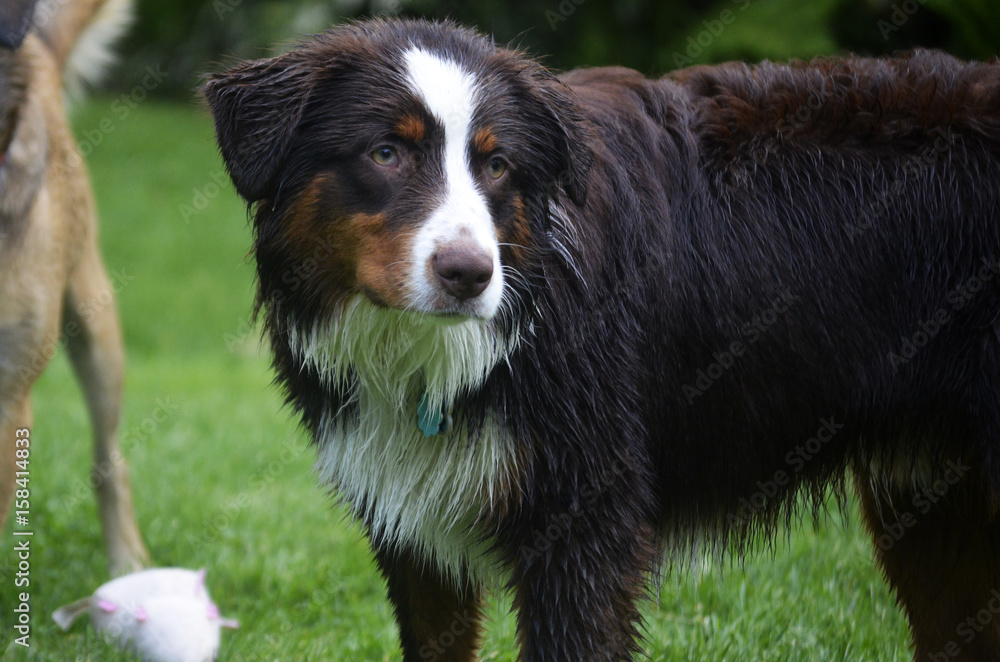 Long haired black and brown dog with wet fur after having a bath