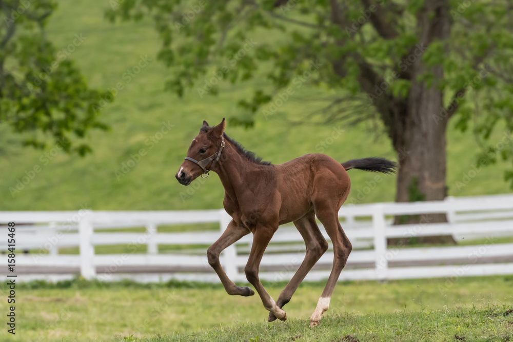 Obraz premium Young Foal Tests Out His Legs