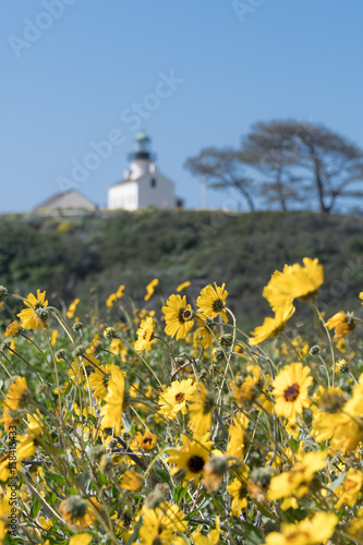 Yellow Daisies near Cabrillo Lighthouse