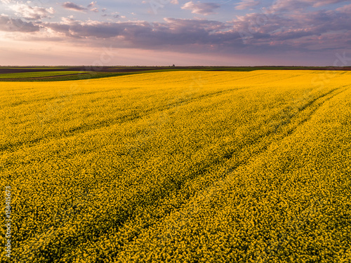 Aerial shot of canola  rape seed from a drone. Beautiful agricultural landscape.