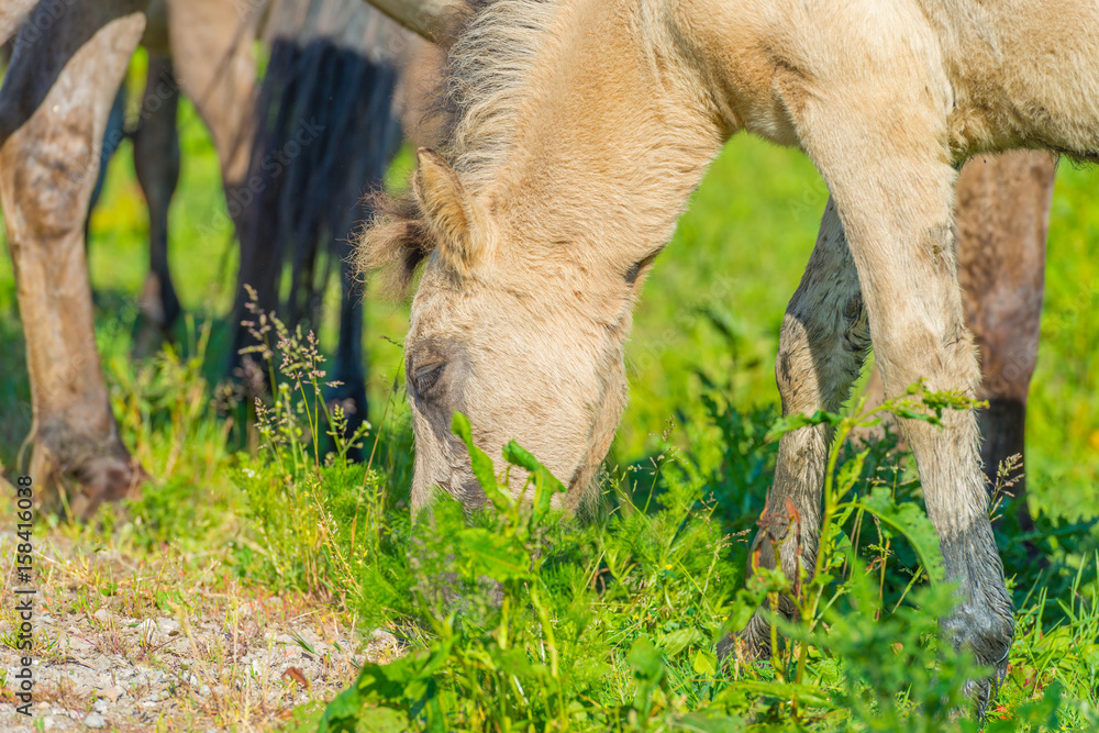 Feral horses in a meadow in wetland in spring Feral horses in a meadow in wetland in spring