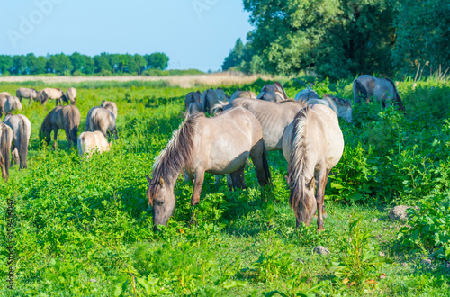 Feral horses in a meadow in wetland in spring