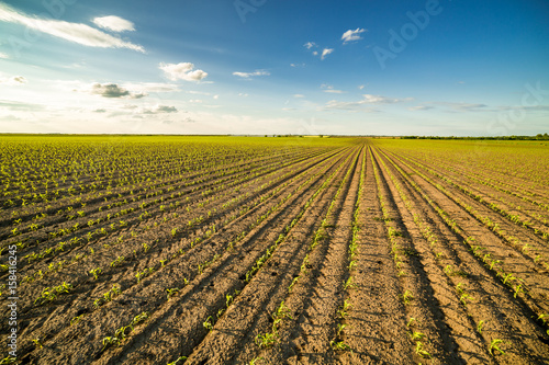 Green corn maize field in early stage