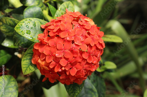 Fototapeta Naklejka Na Ścianę i Meble -  Red 