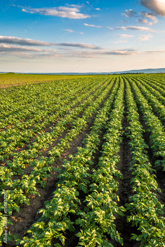 Green field of potato crops in a row