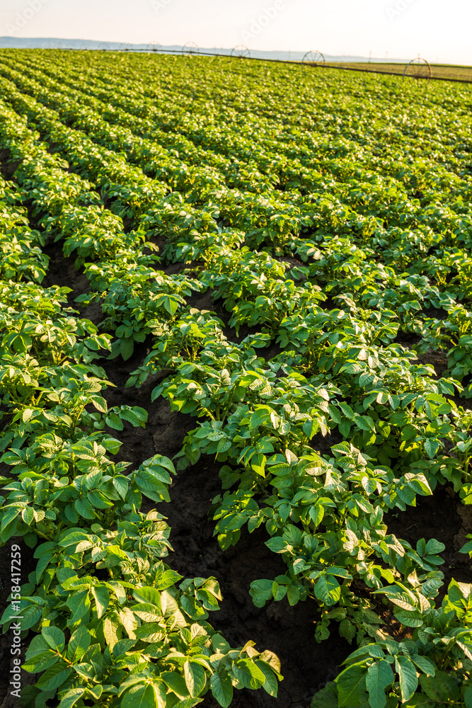 Green field of potato crops in a row Green field of potato crops in a row