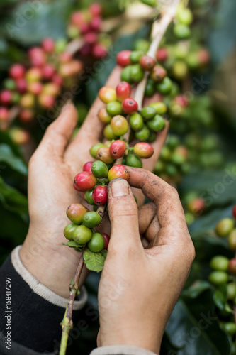 coffee berries with agriculturist hands
