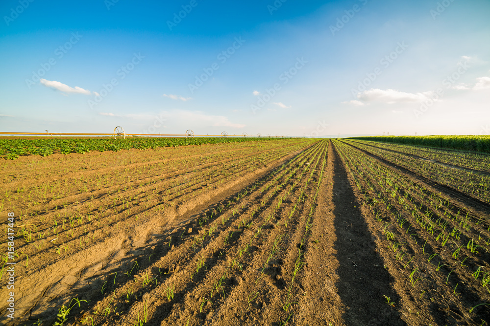 Onion field, maturing at spring. Agricultural landscape
