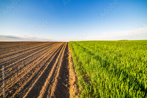 Bild auf Leinwand Green field of tillering wheat