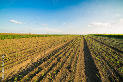 Onion field  maturing at spring. Agricultural landscape