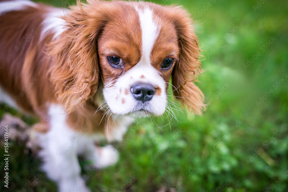 A beautiful little dog breeds a spaniel standing on a green meadow. Horizontal frame