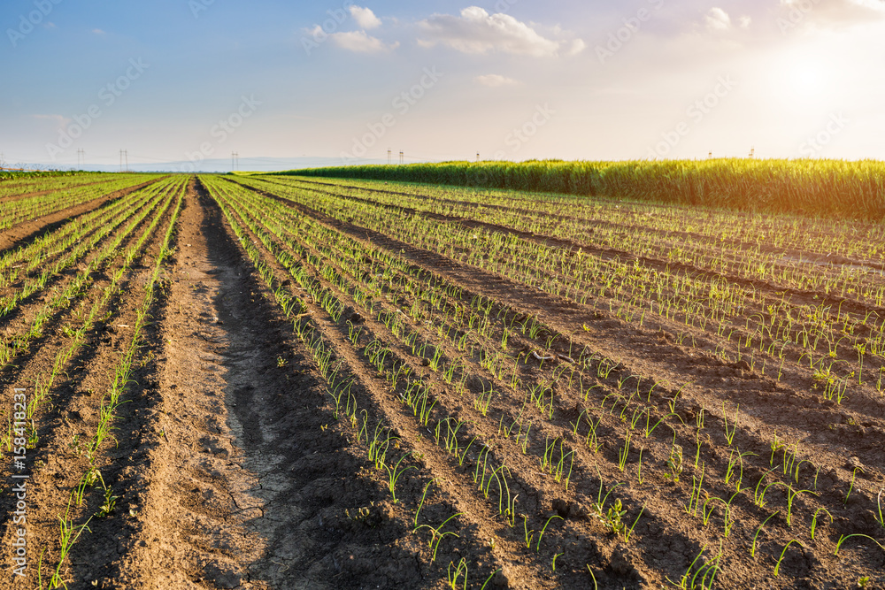 Onion field, maturing at spring. Agricultural landscape