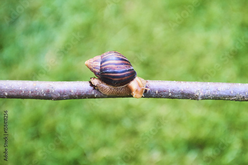 Snails crawl on the branch of plants in nature.
