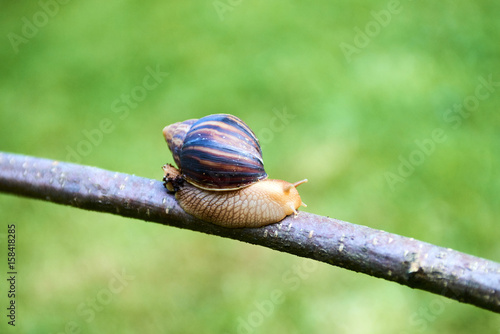 Snails crawl on the branch of plants in nature.
