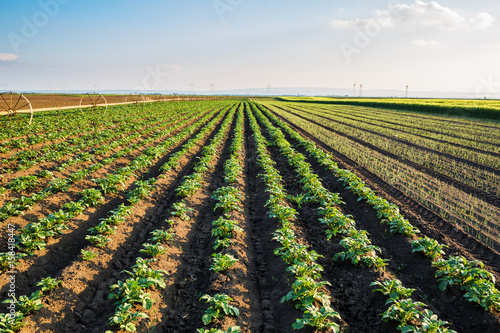 Green field of potato crops in a row