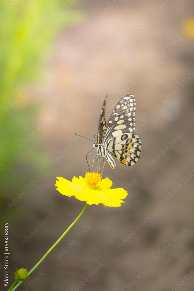 Beautiful Butterfly on Colorful Flower Beautiful Butterfly on Colorful Flower
