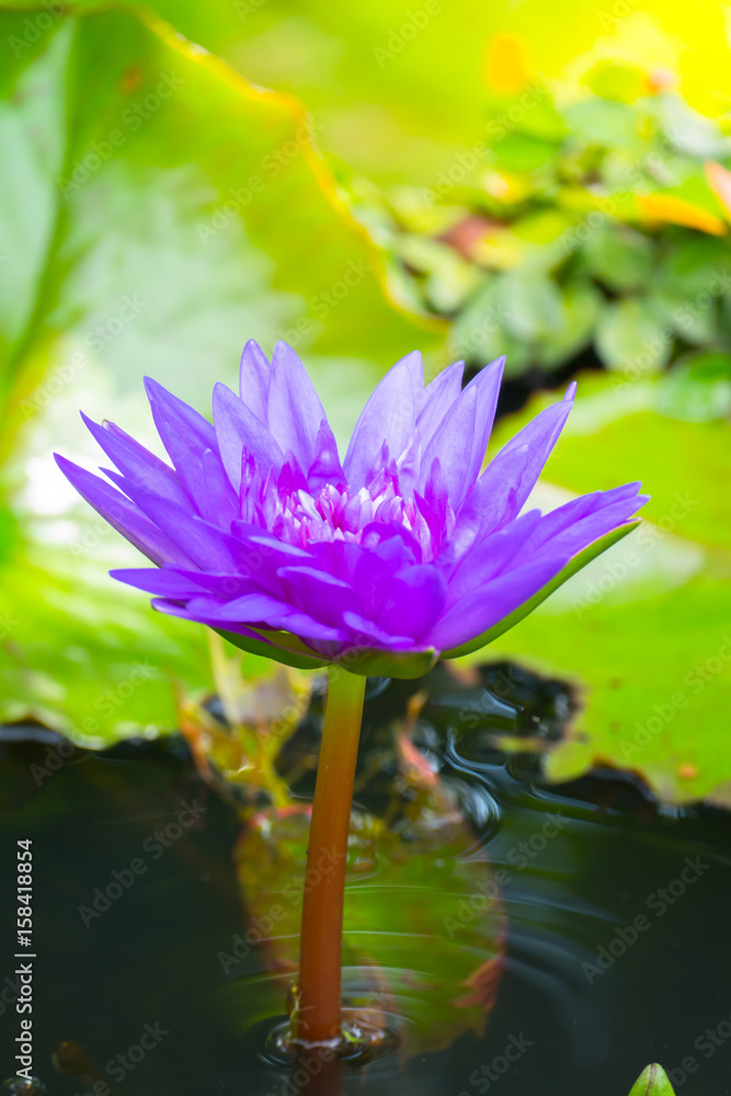 Lotus flowers blooming on the pond in summer Lotus flowers blooming on the pond in summer