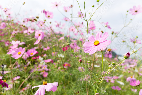 Pink daisy © leungchopan