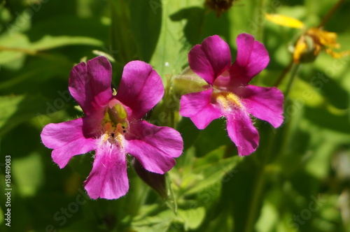 Pink Flower Closeup