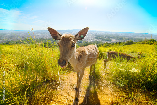 Deer under the Sun over Nara