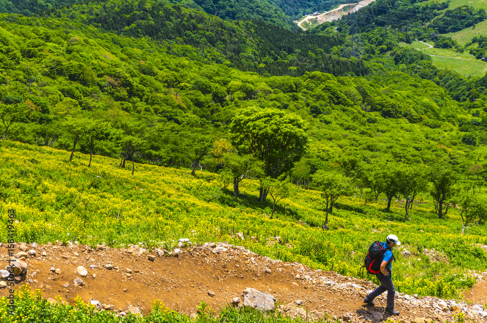 新緑と花の伊吹山登山道 Stock Photo Adobe Stock