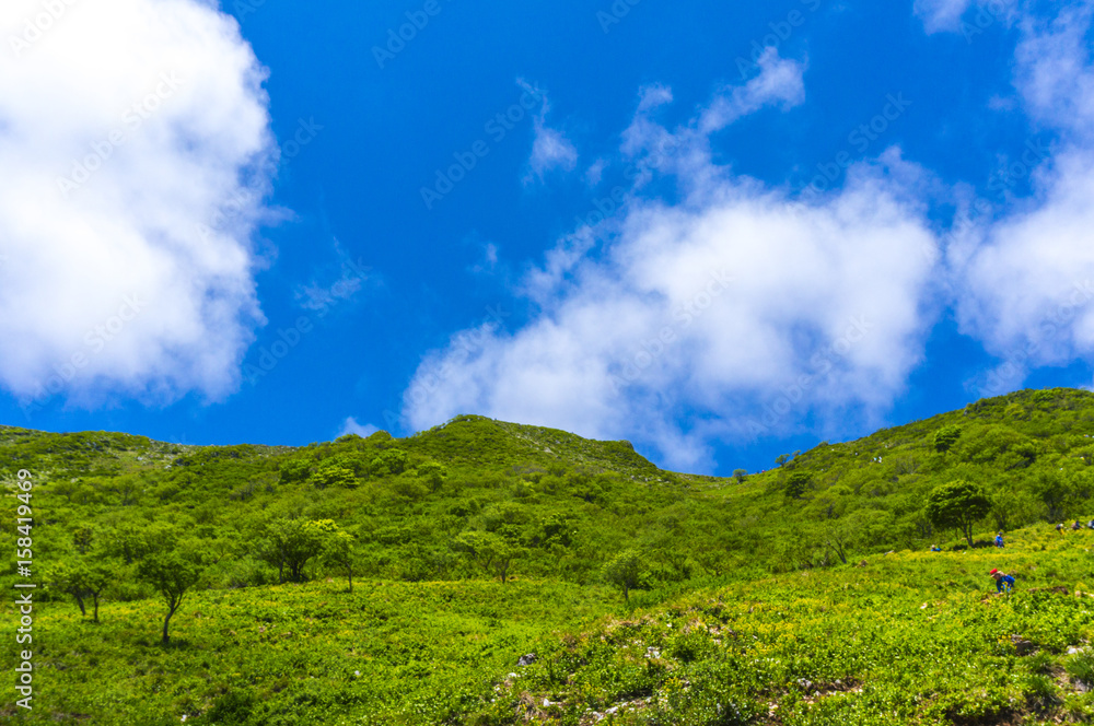 新緑と花の伊吹山山頂稜線
