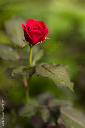 little red rose in the park