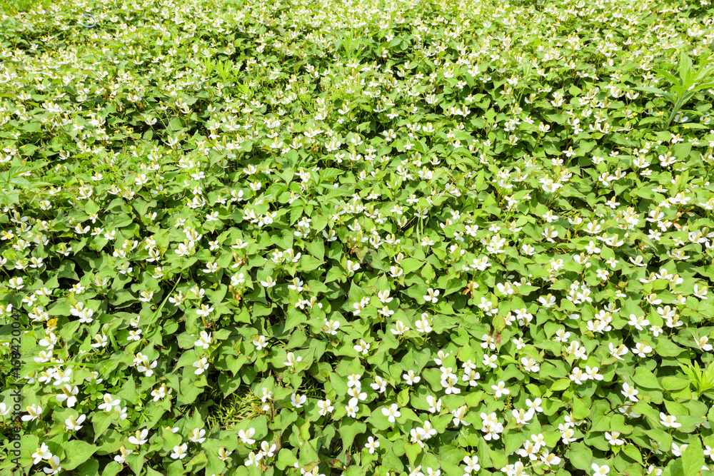 ドクダミの花 ドクダミの花