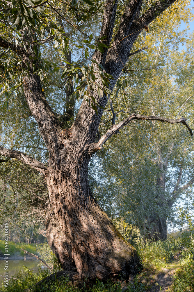 Sunny willow on the river bank