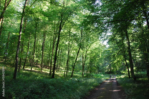Tablou pe pânză Forêt domaniale de Lyons, Normandie