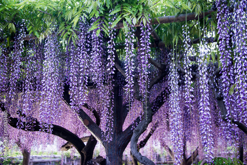 Wisteria flowers in evening and artificial light