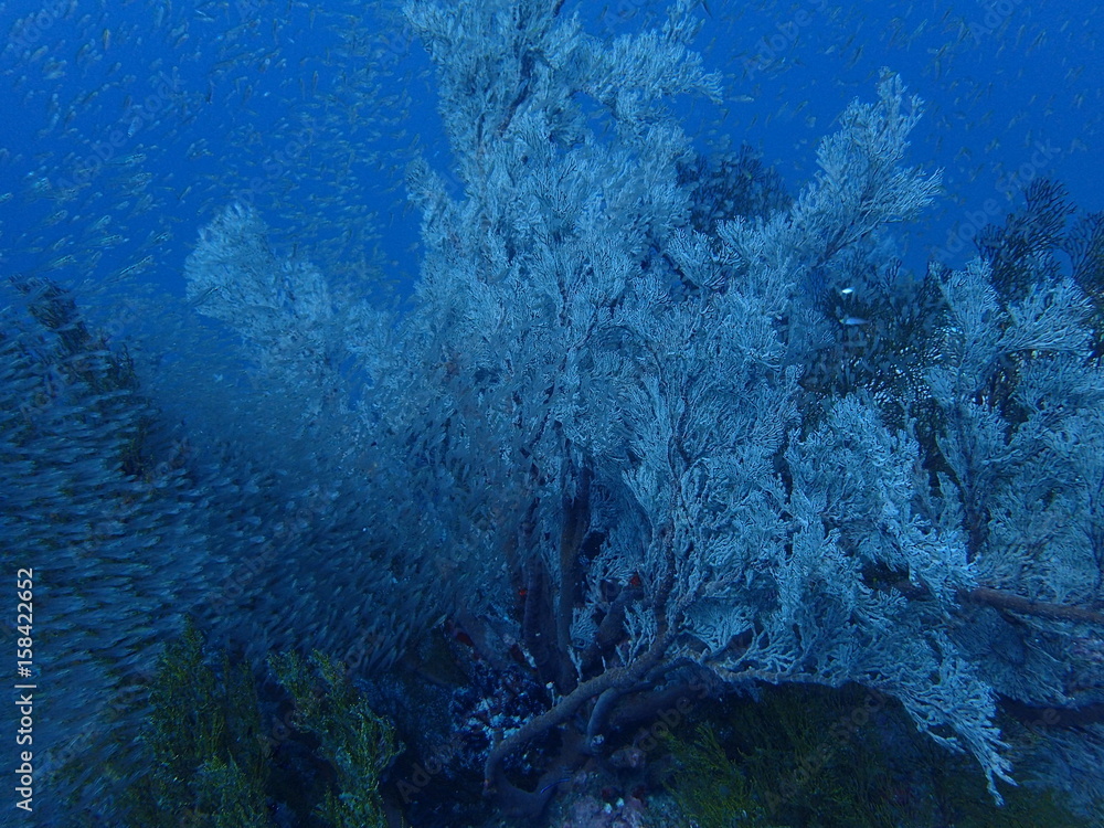 Fototapeta premium インド洋のイソバナに群れる小魚たち