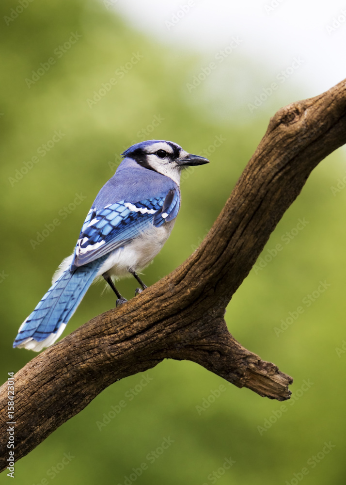 Bluejay (Cyanocitta cristata) perched on a branch with a green background.