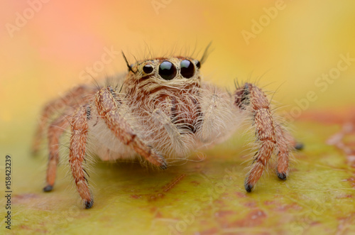 Jumping Spider.