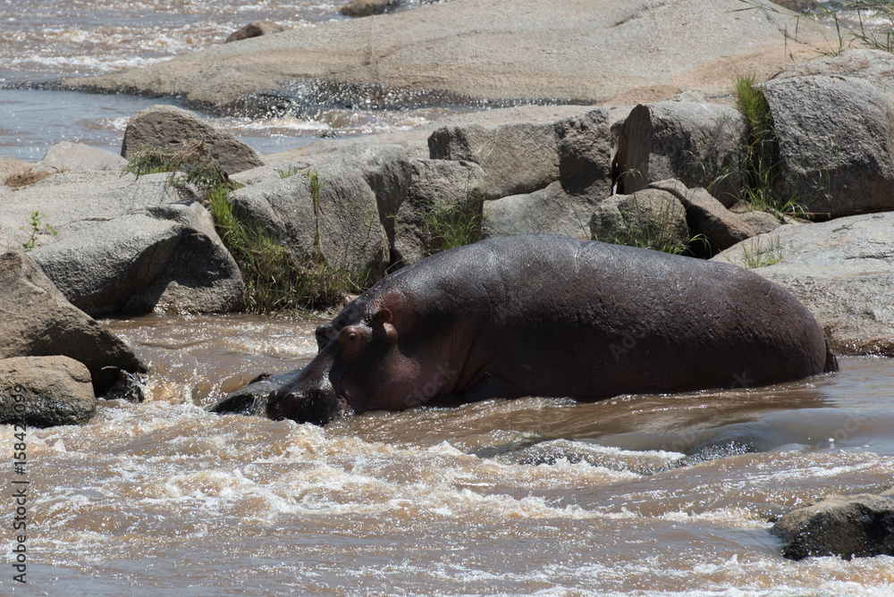 Fototapeta premium Hippo in river