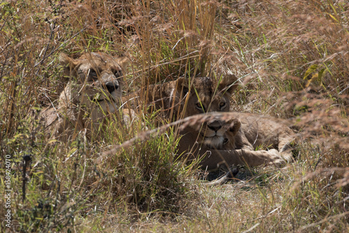 Lions in hiding