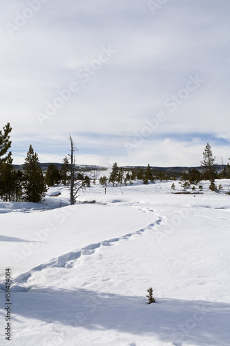 Upper Geyser Basin  Yellowstone NP