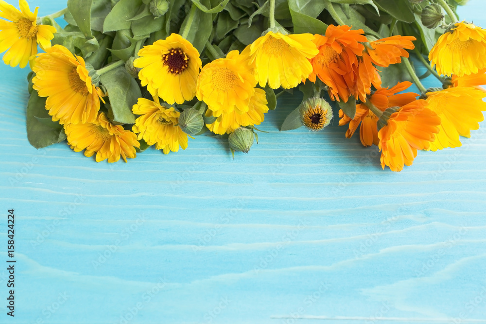Fotografie Marigold, Calendula Officinalis with Copy Space