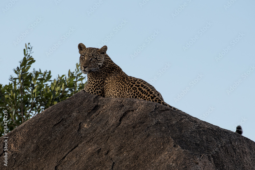 Photography Leopard on rock