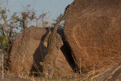 Leopard landing