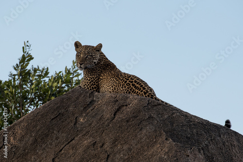 Leopard on rock