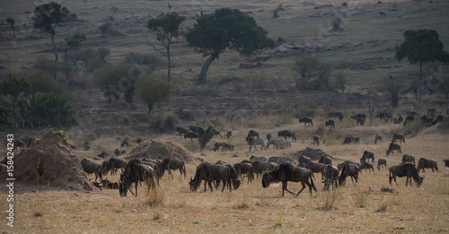 Wildebeest grazing