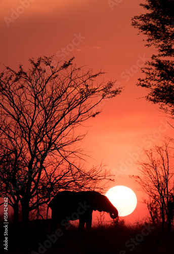 Serengeti sunset elephant