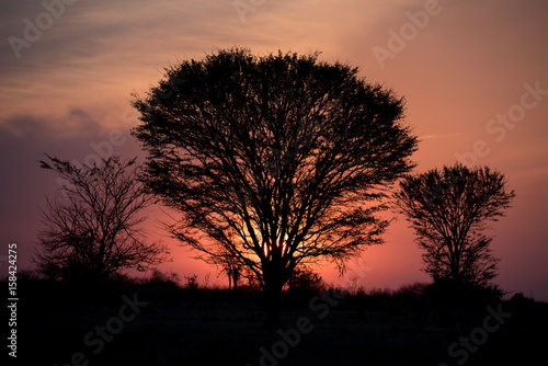 Serengeti sunset trees