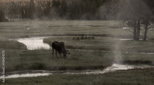 Moose in the mist