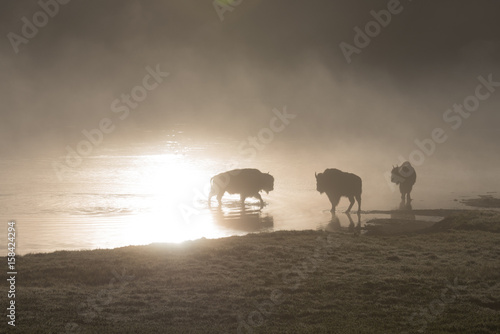 Bison in morning mist