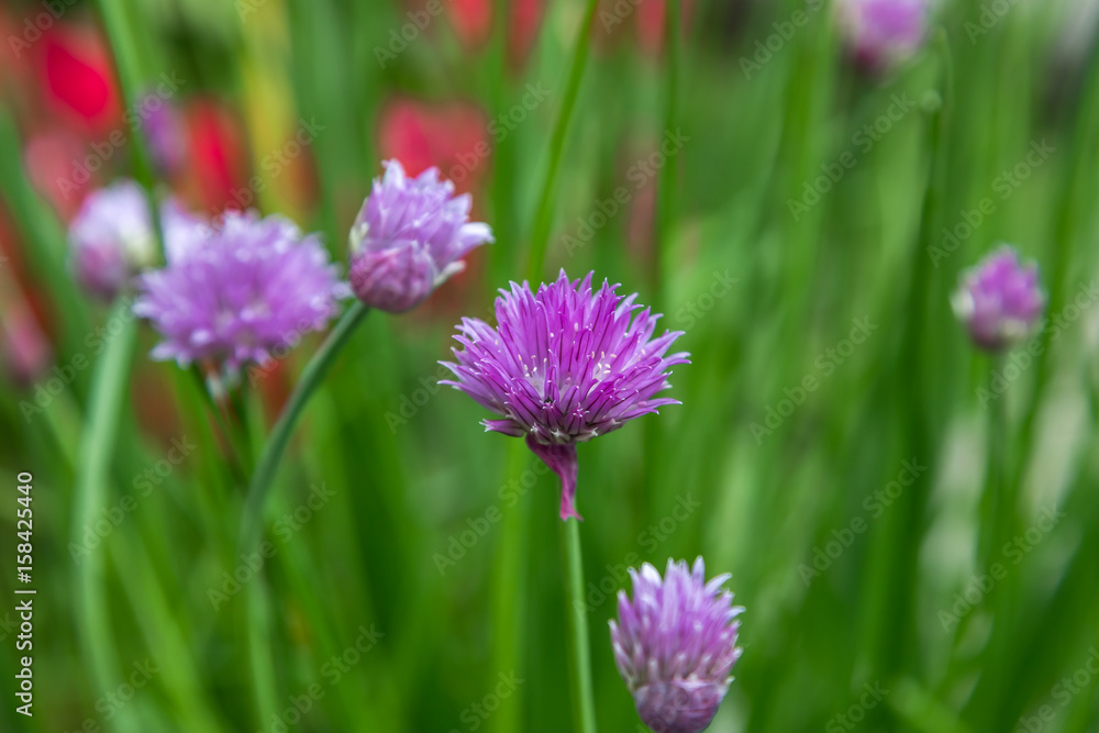 Up close macro of a flower chive plant in a home garden Up close macro of a flower chive plant in a home garden