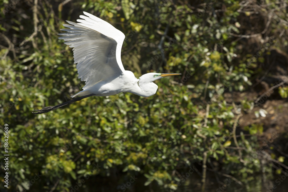 Great egret in flight at a central Florida swamp. Great egret in flight at a central Florida swamp.